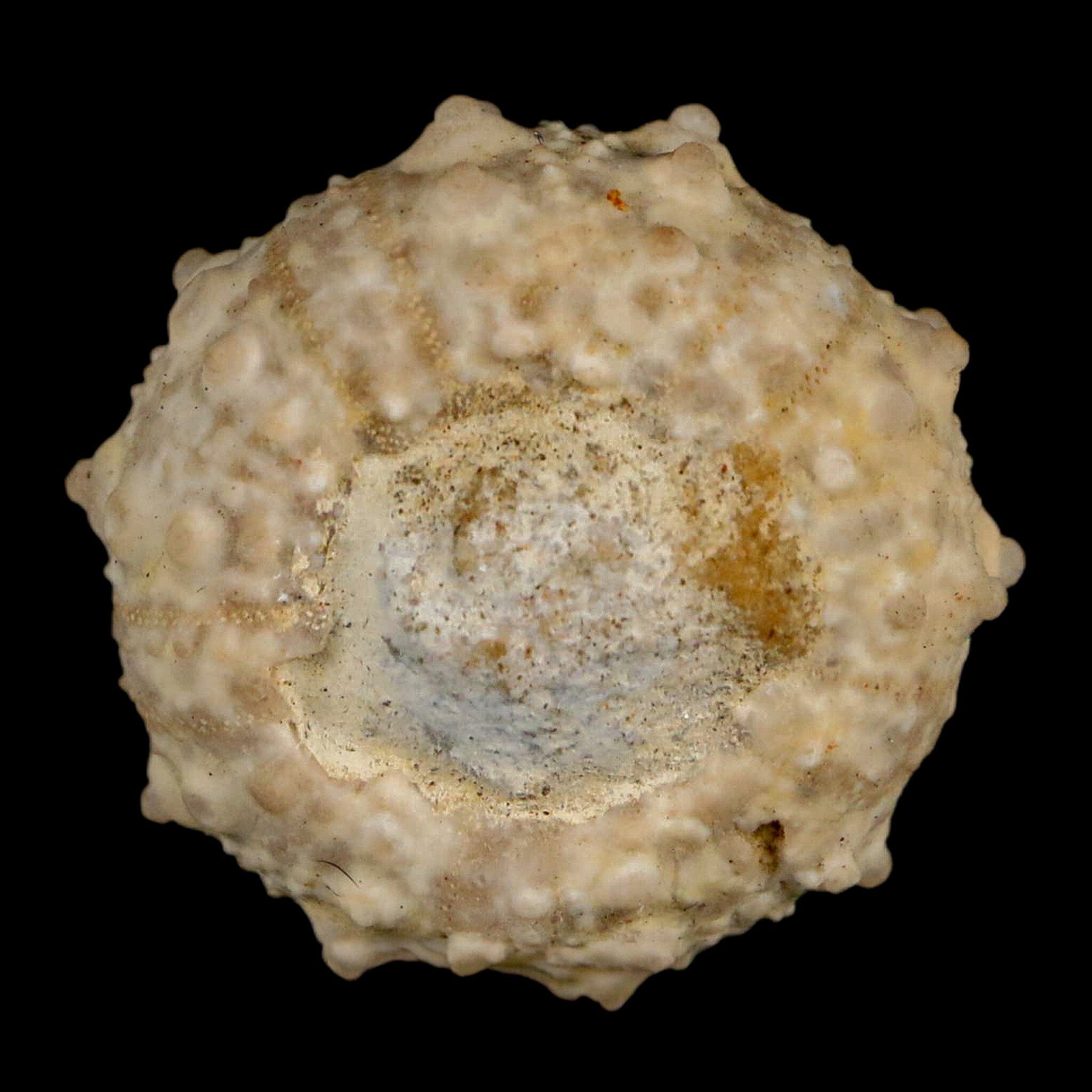 30MM Detailed Fossil Goniopygus Sp Sea Urchin Echinoid Cretaceous Morocco - Fossil Age Minerals