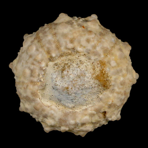 30MM Detailed Fossil Goniopygus Sp Sea Urchin Echinoid Cretaceous Morocco - Fossil Age Minerals