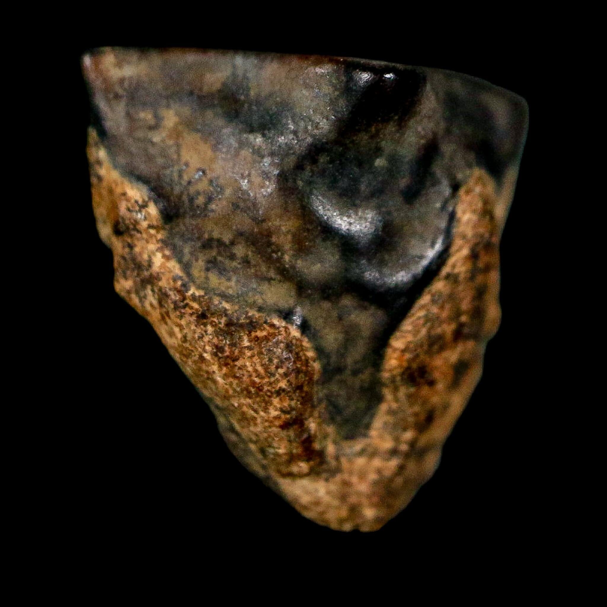0.5" Triceratops Fossil Tooth Lance Creek FM Cretaceous Dinosaur WY COA Display - Fossil Age Minerals