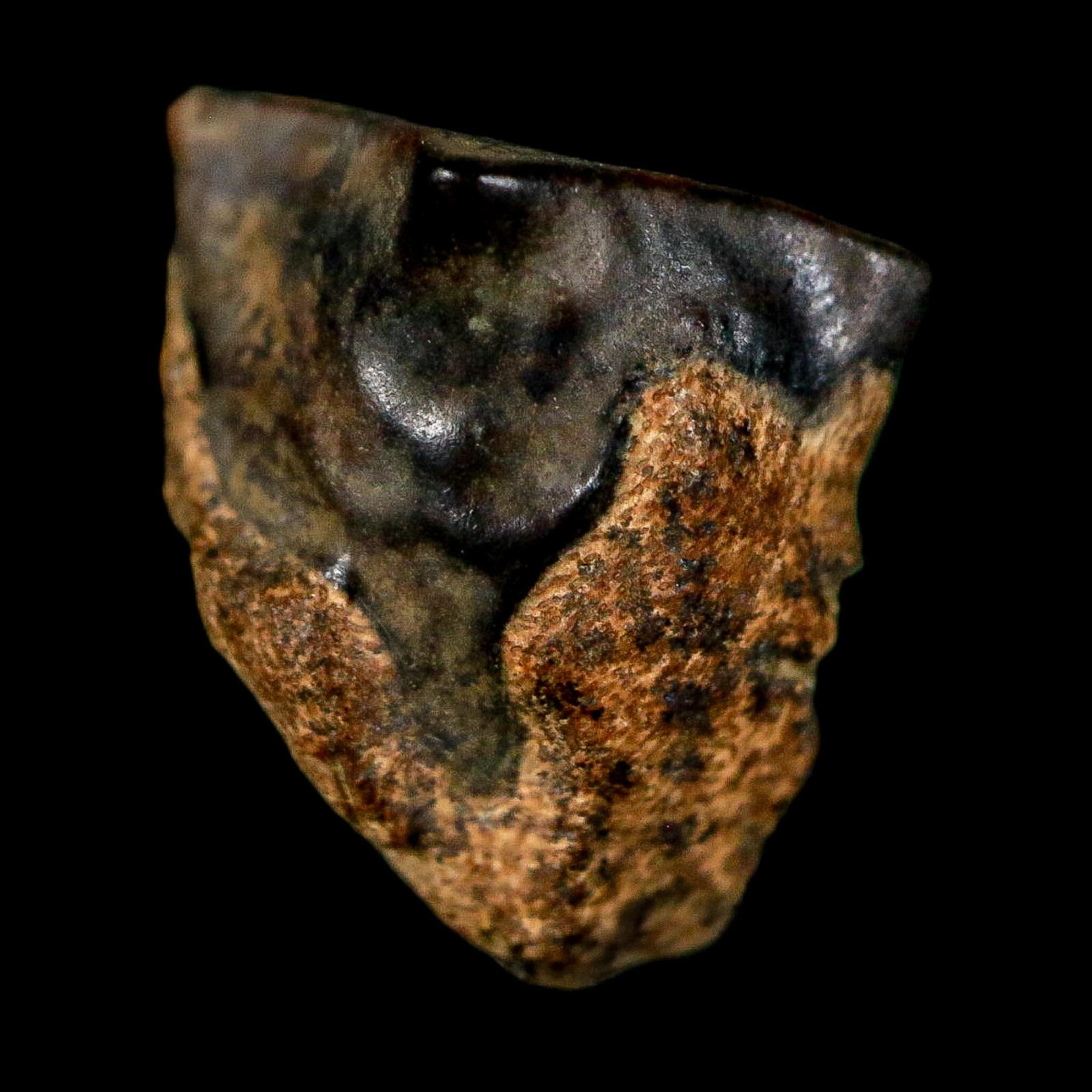 0.5" Triceratops Fossil Tooth Lance Creek FM Cretaceous Dinosaur WY COA Display - Fossil Age Minerals