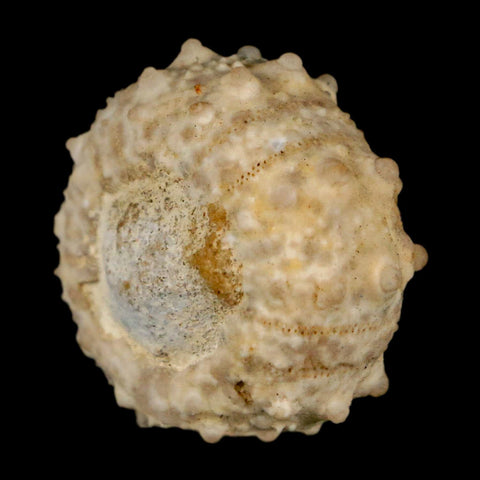 30MM Detailed Fossil Goniopygus Sp Sea Urchin Echinoid Cretaceous Morocco - Fossil Age Minerals