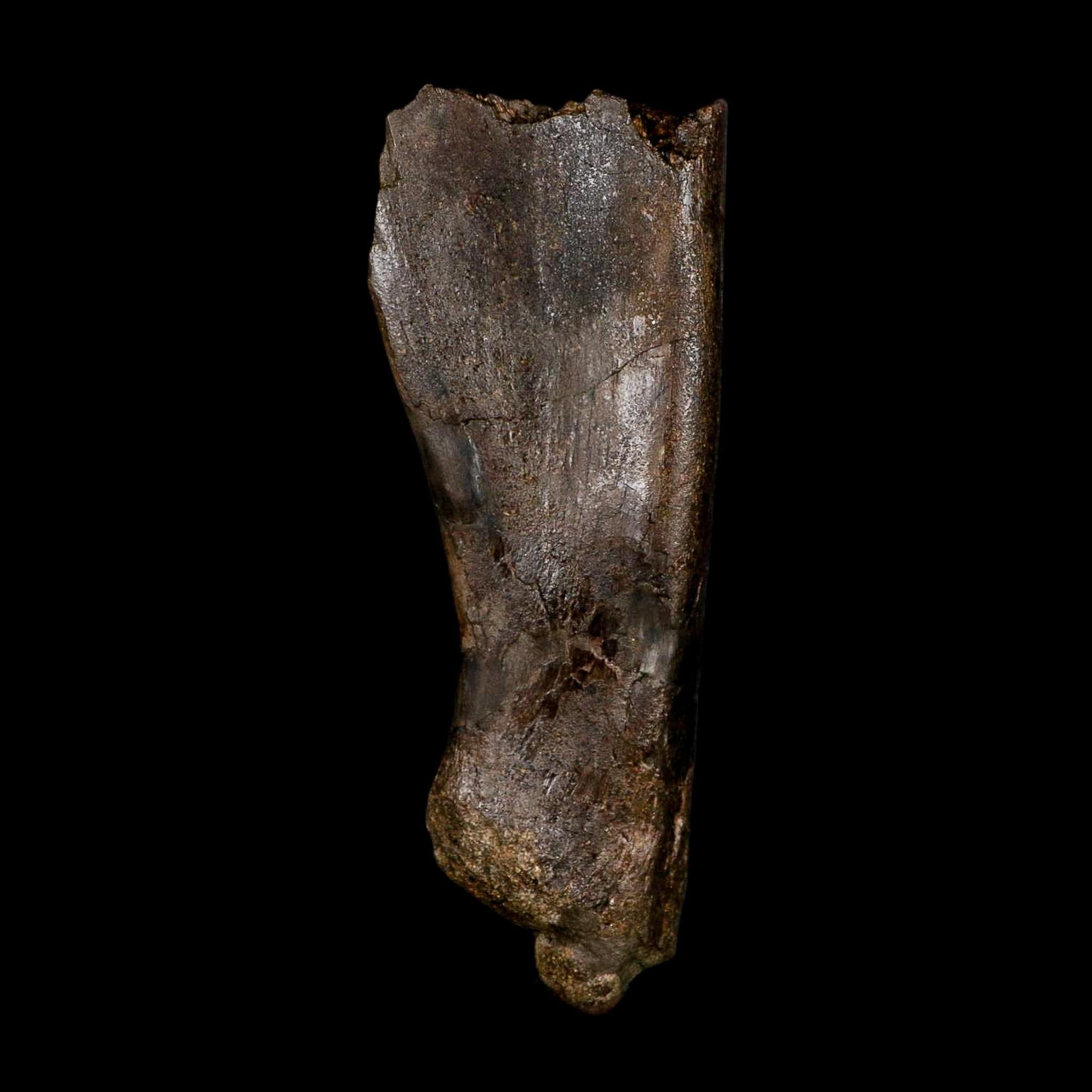 5.9" Hypacrosaurus Dinosaur Fossil Scapula Bone Two Medicine FM Montana COA - Fossil Age Minerals