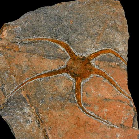 5.3" Brittlestar Ophiura Sp Starfish Fossil Ordovician Age Morocco COA & Stand