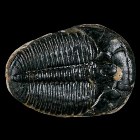 1.3" Elrathia Kingi Trilobite Fossil Utah Cambrian Age 521 Million Years Old COA