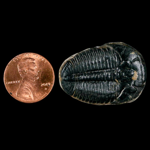1.3" Elrathia Kingi Trilobite Fossil Utah Cambrian Age 521 Million Years Old COA - Fossil Age Minerals