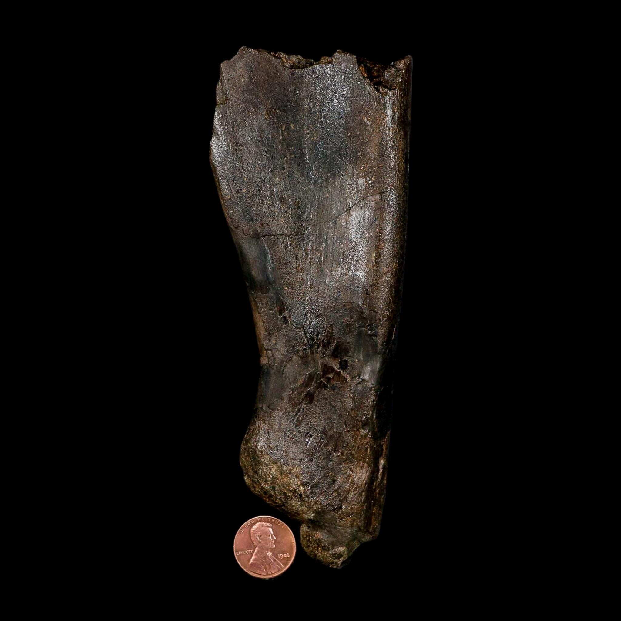 5.9" Hypacrosaurus Dinosaur Fossil Scapula Bone Two Medicine FM Montana COA - Fossil Age Minerals