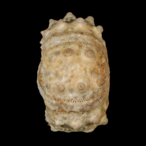 30MM Detailed Fossil Goniopygus Sp Sea Urchin Echinoid Cretaceous Morocco - Fossil Age Minerals