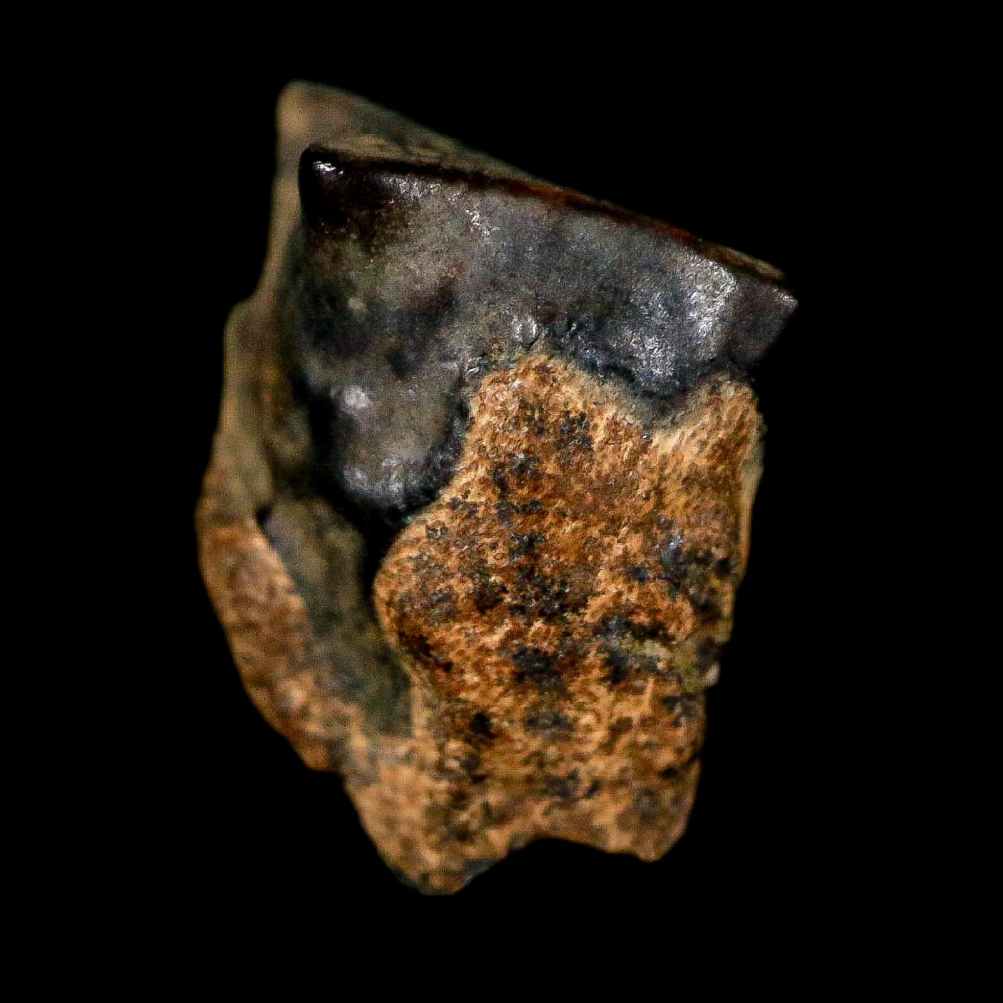 0.5" Triceratops Fossil Tooth Lance Creek FM Cretaceous Dinosaur WY COA Display - Fossil Age Minerals