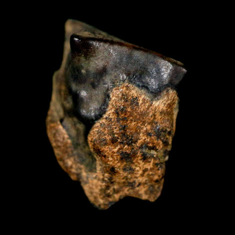 0.5" Triceratops Fossil Tooth Lance Creek FM Cretaceous Dinosaur WY COA Display