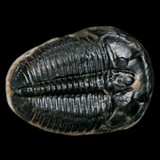 1.3" Elrathia Kingi Trilobite Fossil Utah Cambrian Age 521 Million Years Old COA