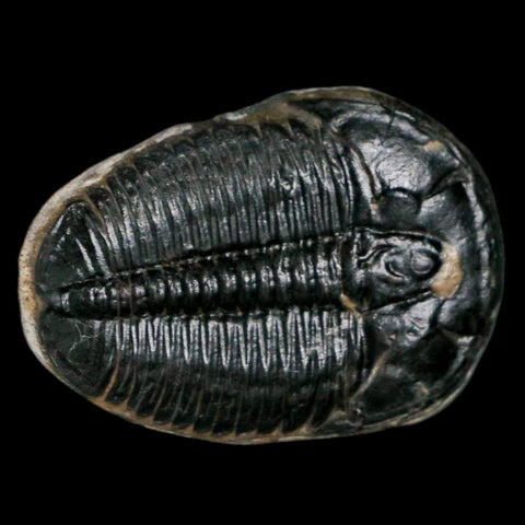 1.3" Elrathia Kingi Trilobite Fossil Utah Cambrian Age 521 Million Years Old COA - Fossil Age Minerals