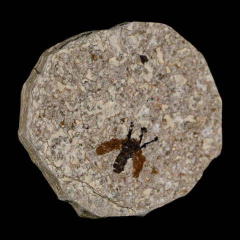 0.5 Detailed Fossil March Fly Insect Green River FM Uintah County UT Eocene Age