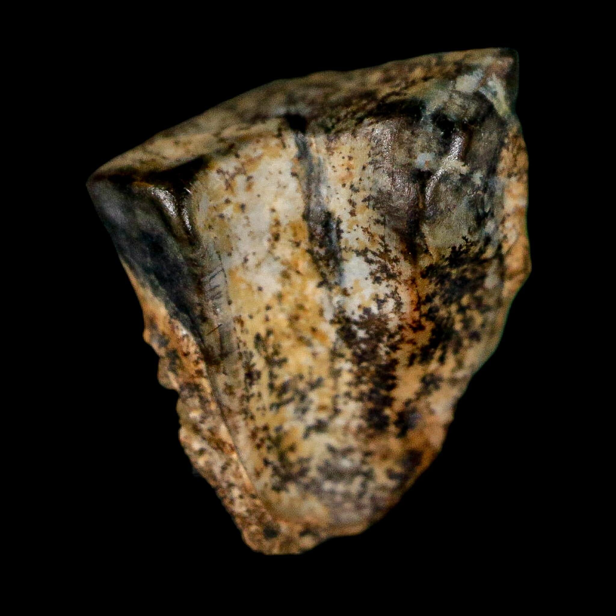 0.5" Triceratops Fossil Tooth Lance Creek FM Cretaceous Dinosaur WY COA Display - Fossil Age Minerals