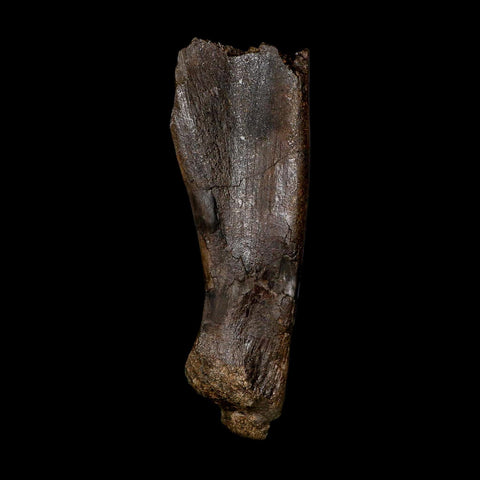 5.9" Hypacrosaurus Dinosaur Fossil Scapula Bone Two Medicine FM Montana COA - Fossil Age Minerals