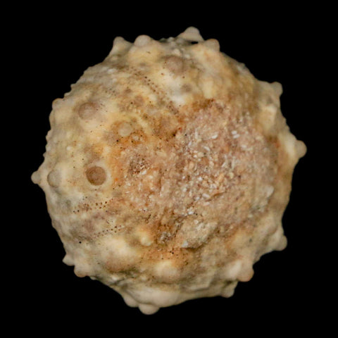 30MM Detailed Fossil Goniopygus Sp Sea Urchin Echinoid Cretaceous Morocco - Fossil Age Minerals