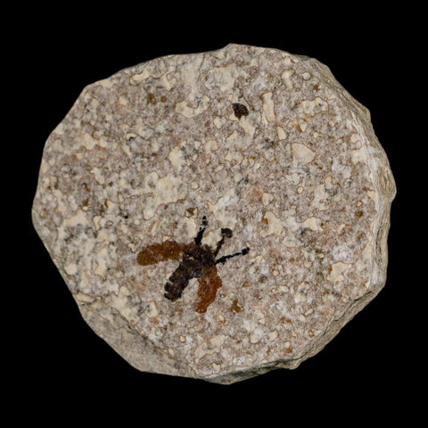 0.5 Detailed Fossil March Fly Insect Green River FM Uintah County UT Eocene Age