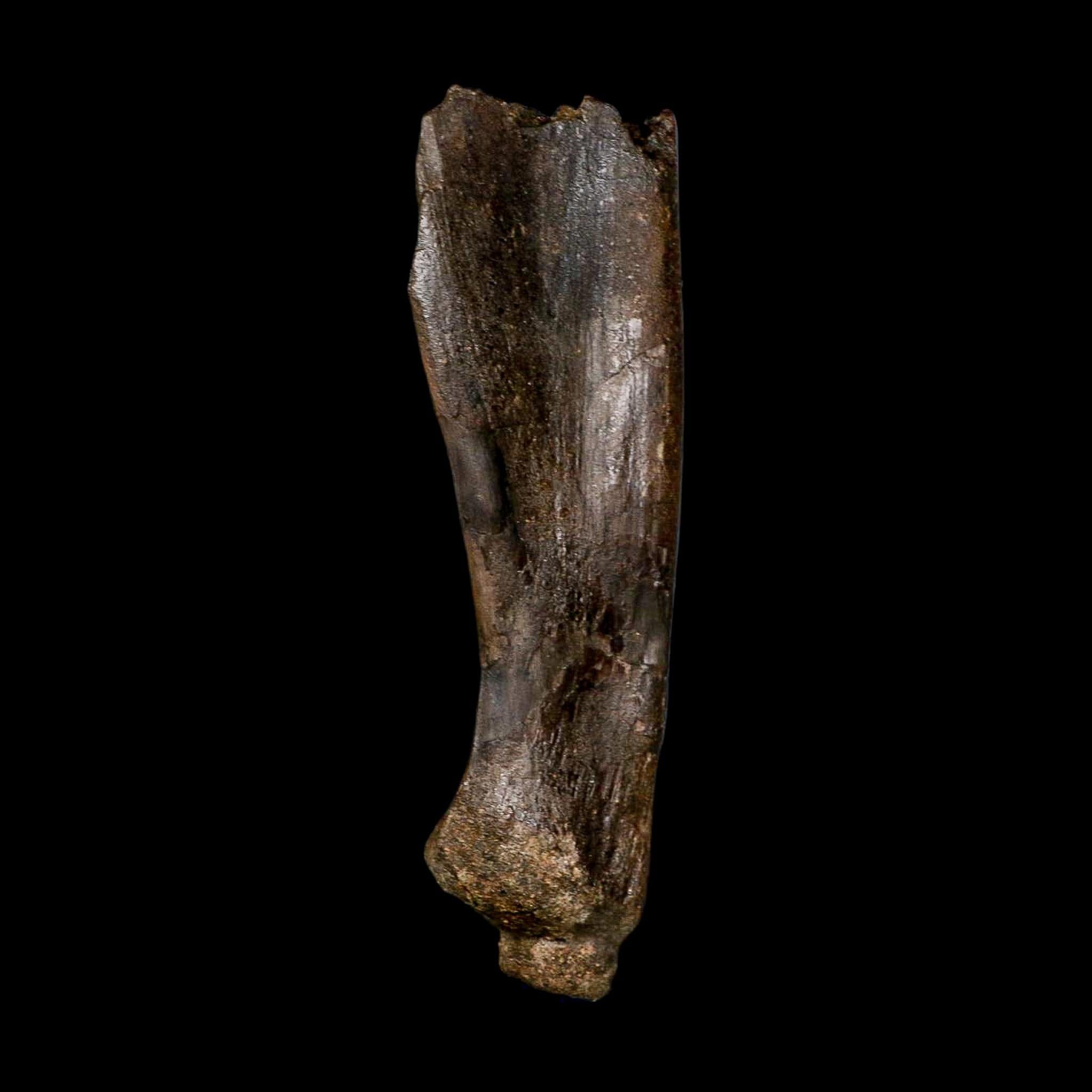 5.9" Hypacrosaurus Dinosaur Fossil Scapula Bone Two Medicine FM Montana COA - Fossil Age Minerals