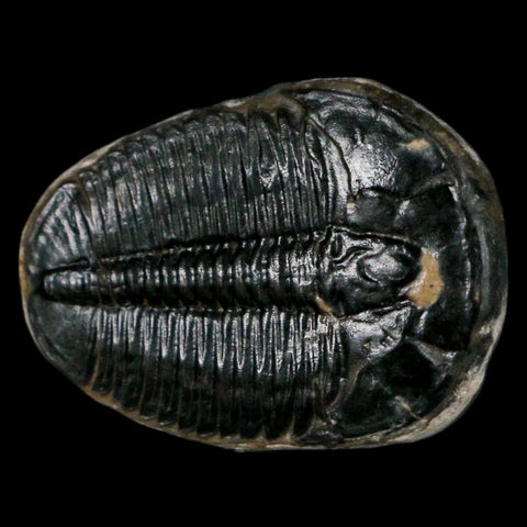 1.3" Elrathia Kingi Trilobite Fossil Utah Cambrian Age 521 Million Years Old COA - Fossil Age Minerals