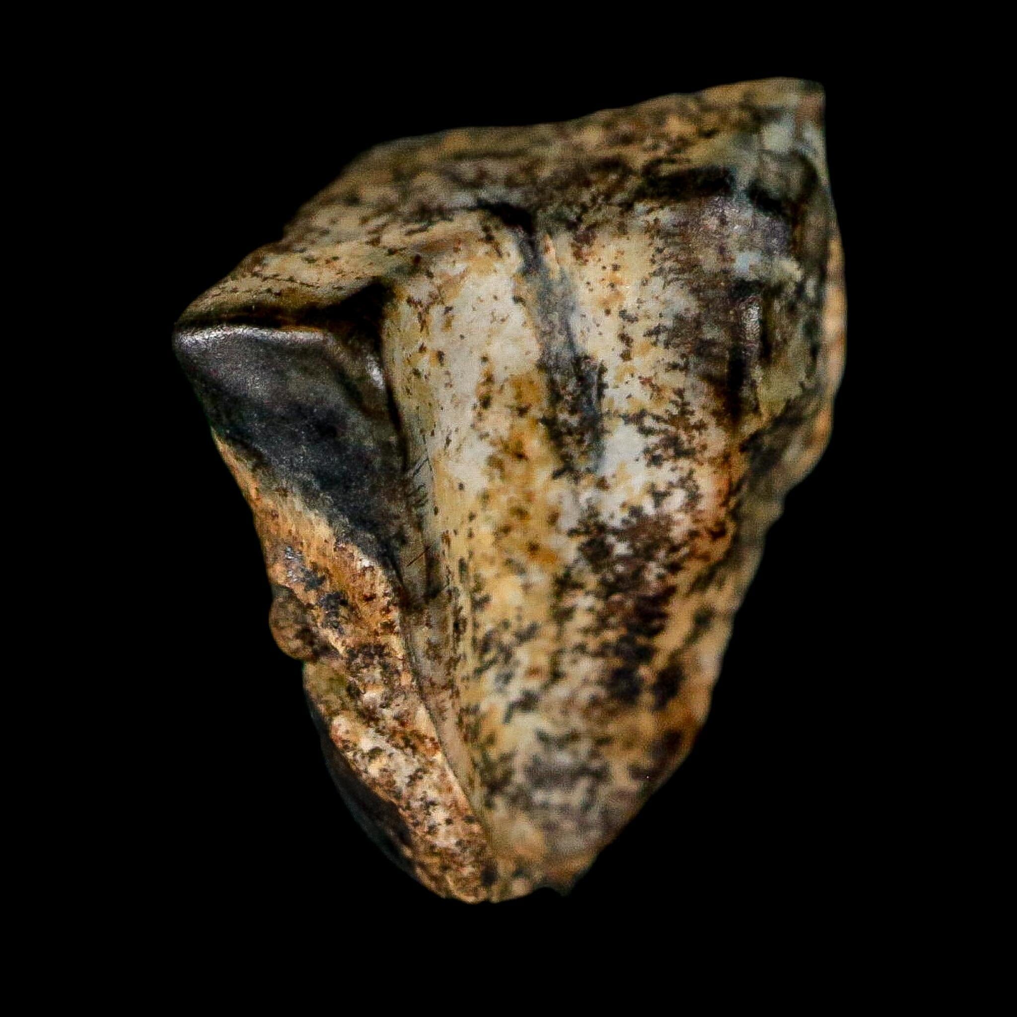 0.5" Triceratops Fossil Tooth Lance Creek FM Cretaceous Dinosaur WY COA Display - Fossil Age Minerals