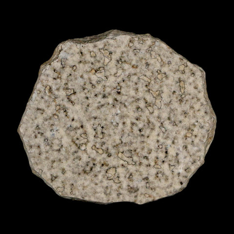 0.5 Detailed Fossil March Fly Insect Green River FM Uintah County UT Eocene Age