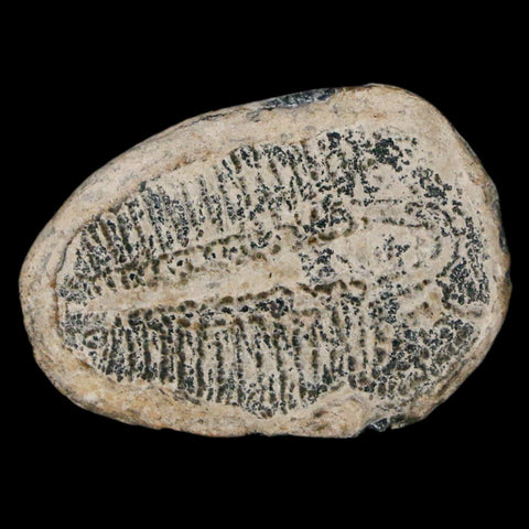 1.3" Elrathia Kingi Trilobite Fossil Utah Cambrian Age 521 Million Years Old COA - Fossil Age Minerals