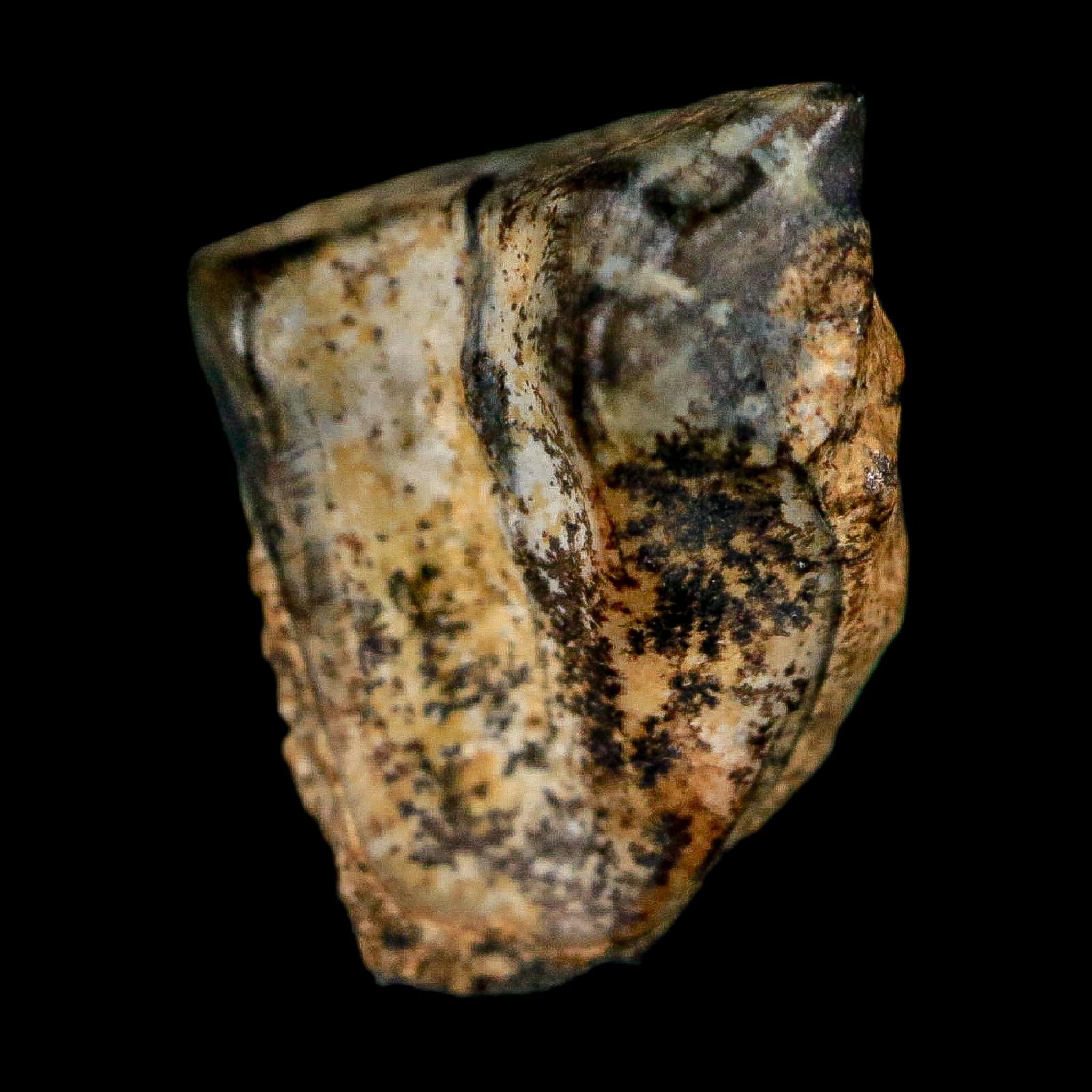 0.5" Triceratops Fossil Tooth Lance Creek FM Cretaceous Dinosaur WY COA Display - Fossil Age Minerals