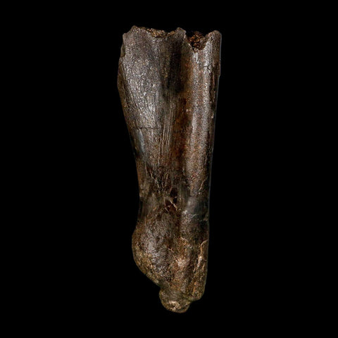 5.9" Hypacrosaurus Dinosaur Fossil Scapula Bone Two Medicine FM Montana COA - Fossil Age Minerals