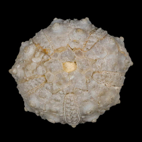 31MM Detailed Fossil Goniopygus Sp Sea Urchin Echinoid Cretaceous Morocco - Fossil Age Minerals