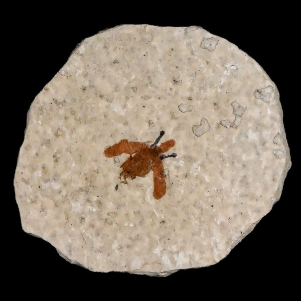 0.4 Detailed Fossil March Fly Insect Green River FM Uintah County UT Eocene Age
