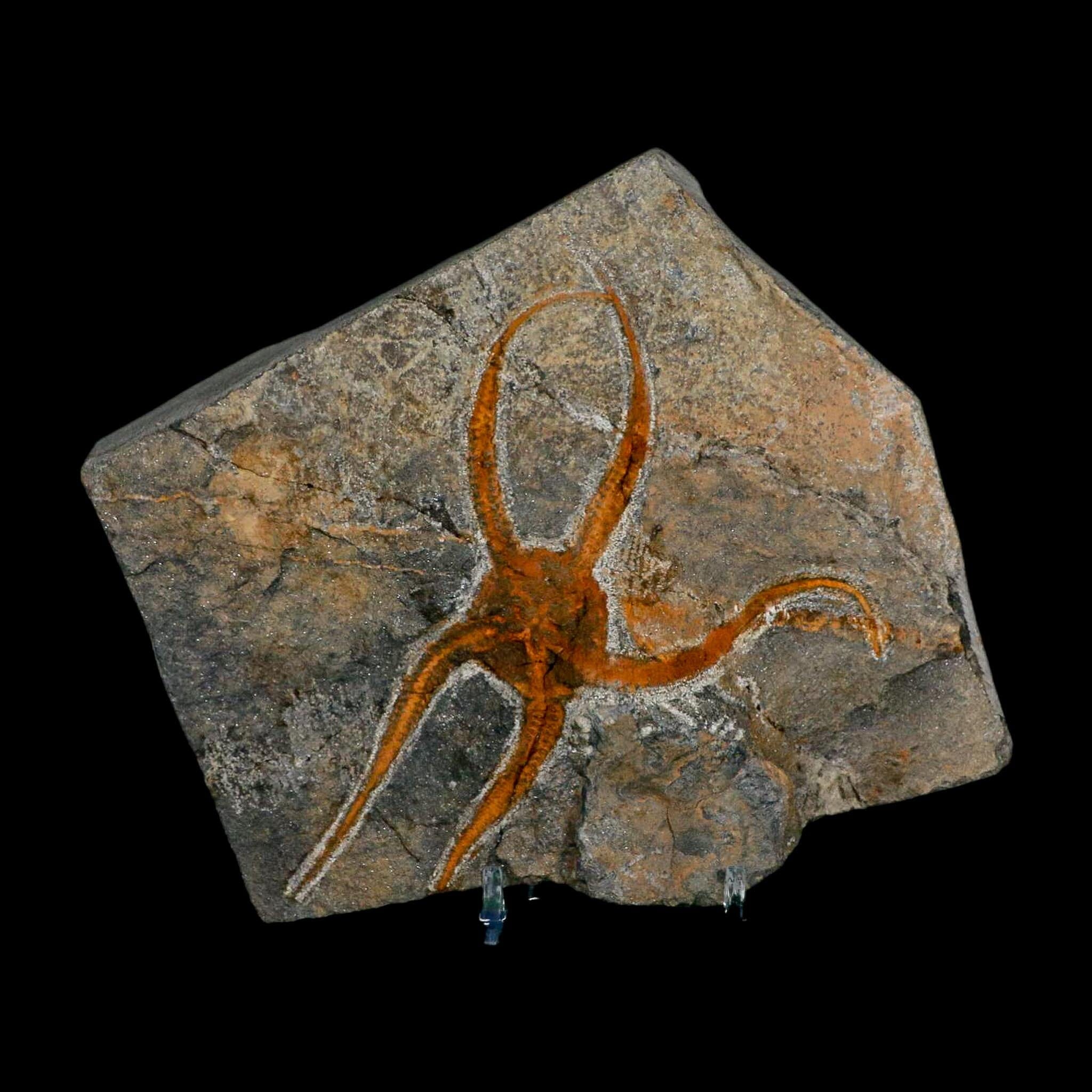 4.3" Brittlestar Ophiura Sp Starfish Fossil Ordovician Age Morocco COA & Stand - Fossil Age Minerals