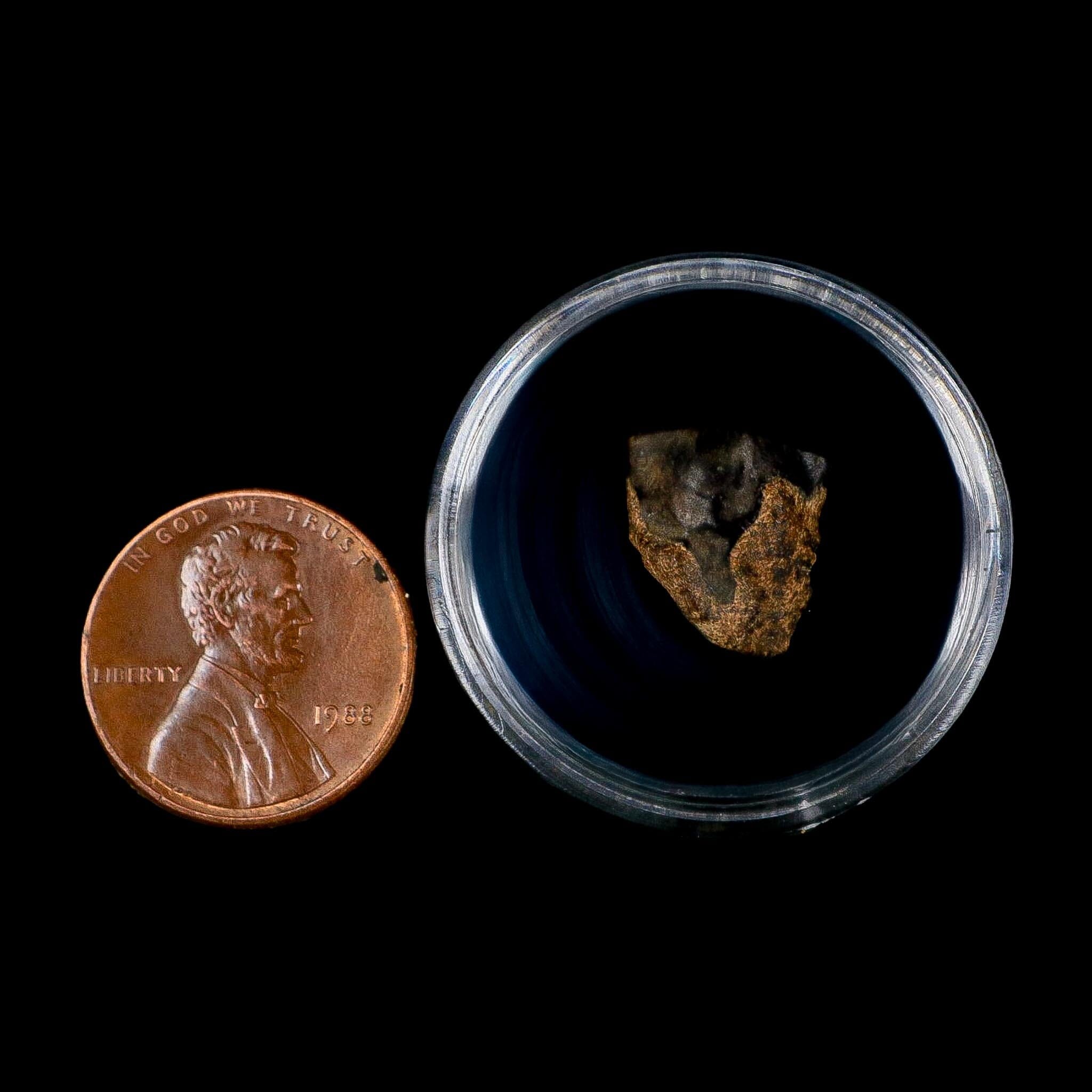 0.5" Triceratops Fossil Tooth Lance Creek FM Cretaceous Dinosaur WY COA Display - Fossil Age Minerals