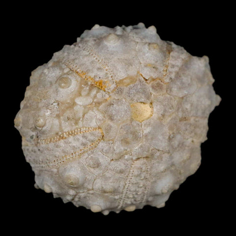 31MM Detailed Fossil Goniopygus Sp Sea Urchin Echinoid Cretaceous Morocco - Fossil Age Minerals