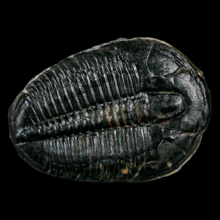 1.4" Elrathia Kingi Trilobite Fossil Utah Cambrian Age 521 Million Years Old COA