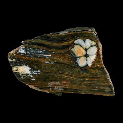3.5" Rare Andalucite Var Chiastolite Mineral Specimen Asturias Province Boal Spain - Fossil Age Minerals