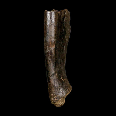 5.9" Hypacrosaurus Dinosaur Fossil Scapula Bone Two Medicine FM Montana COA - Fossil Age Minerals