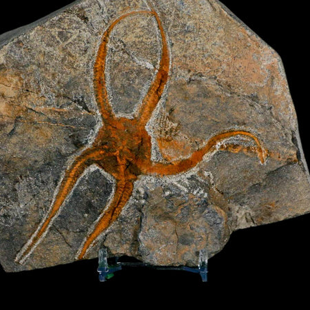 4.3" Brittlestar Ophiura Sp Starfish Fossil Ordovician Age Morocco COA & Stand