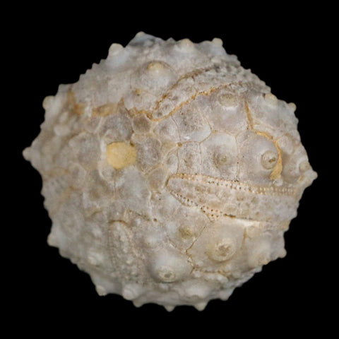 31MM Detailed Fossil Goniopygus Sp Sea Urchin Echinoid Cretaceous Morocco - Fossil Age Minerals
