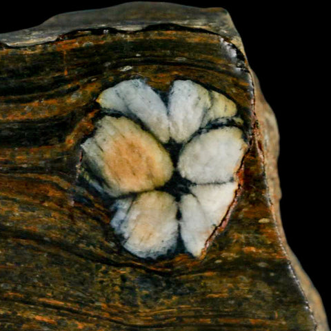 3.5" Rare Andalucite Var Chiastolite Mineral Specimen Asturias Province Boal Spain - Fossil Age Minerals