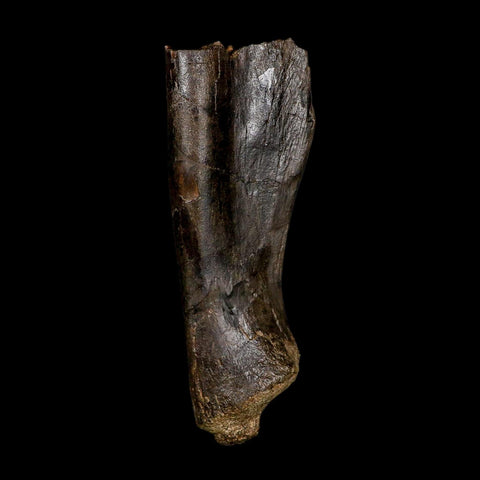 5.9" Hypacrosaurus Dinosaur Fossil Scapula Bone Two Medicine FM Montana COA - Fossil Age Minerals