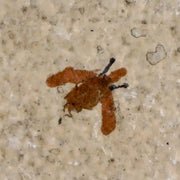 0.4 Detailed Fossil March Fly Insect Green River FM Uintah County UT Eocene Age