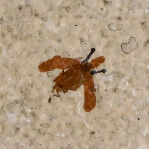0.4 Detailed Fossil March Fly Insect Green River FM Uintah County UT Eocene Age - Fossil Age Minerals