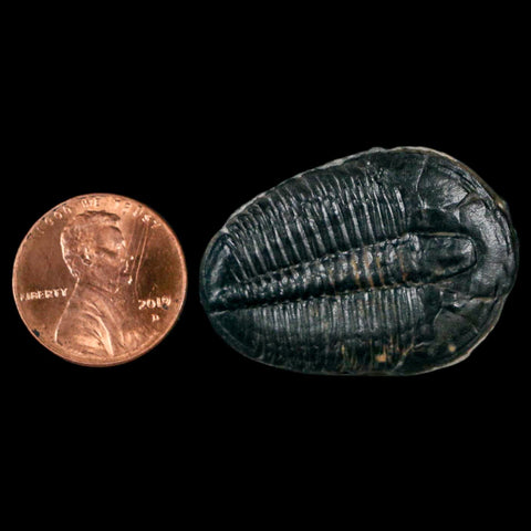 1.4" Elrathia Kingi Trilobite Fossil Utah Cambrian Age 521 Million Years Old COA - Fossil Age Minerals