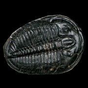 1.4" Elrathia Kingi Trilobite Fossil Utah Cambrian Age 521 Million Years Old COA