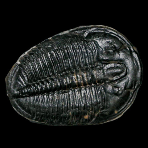 1.4" Elrathia Kingi Trilobite Fossil Utah Cambrian Age 521 Million Years Old COA - Fossil Age Minerals