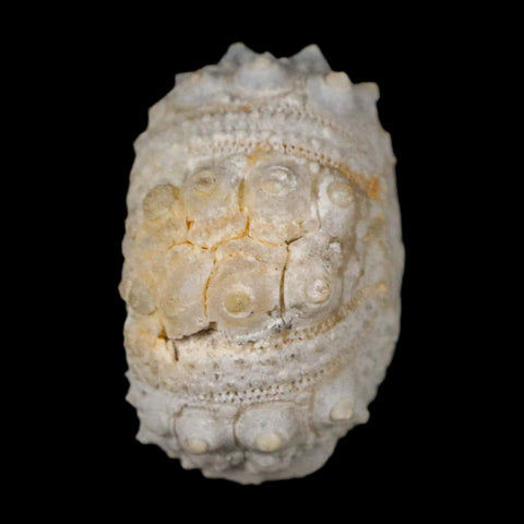 31MM Detailed Fossil Goniopygus Sp Sea Urchin Echinoid Cretaceous Morocco - Fossil Age Minerals