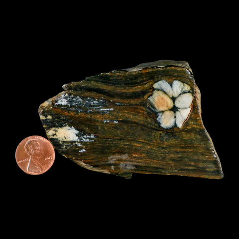 3.5" Rare Andalucite Var Chiastolite Mineral Specimen Asturias Province Boal Spain - Fossil Age Minerals