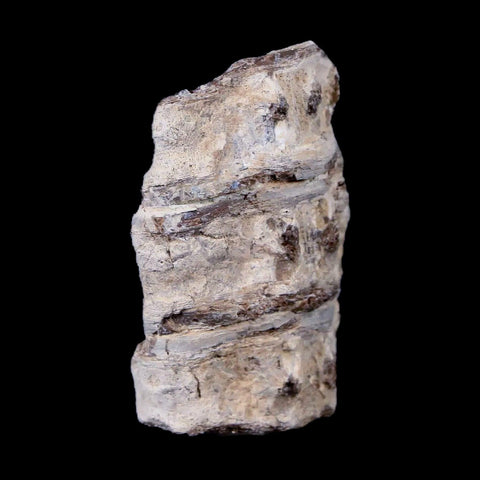 1.6" Xiphactinus Audax Fossil Vertebrae Cretaceous Era Fish Niobrara FM Kansas - Fossil Age Minerals