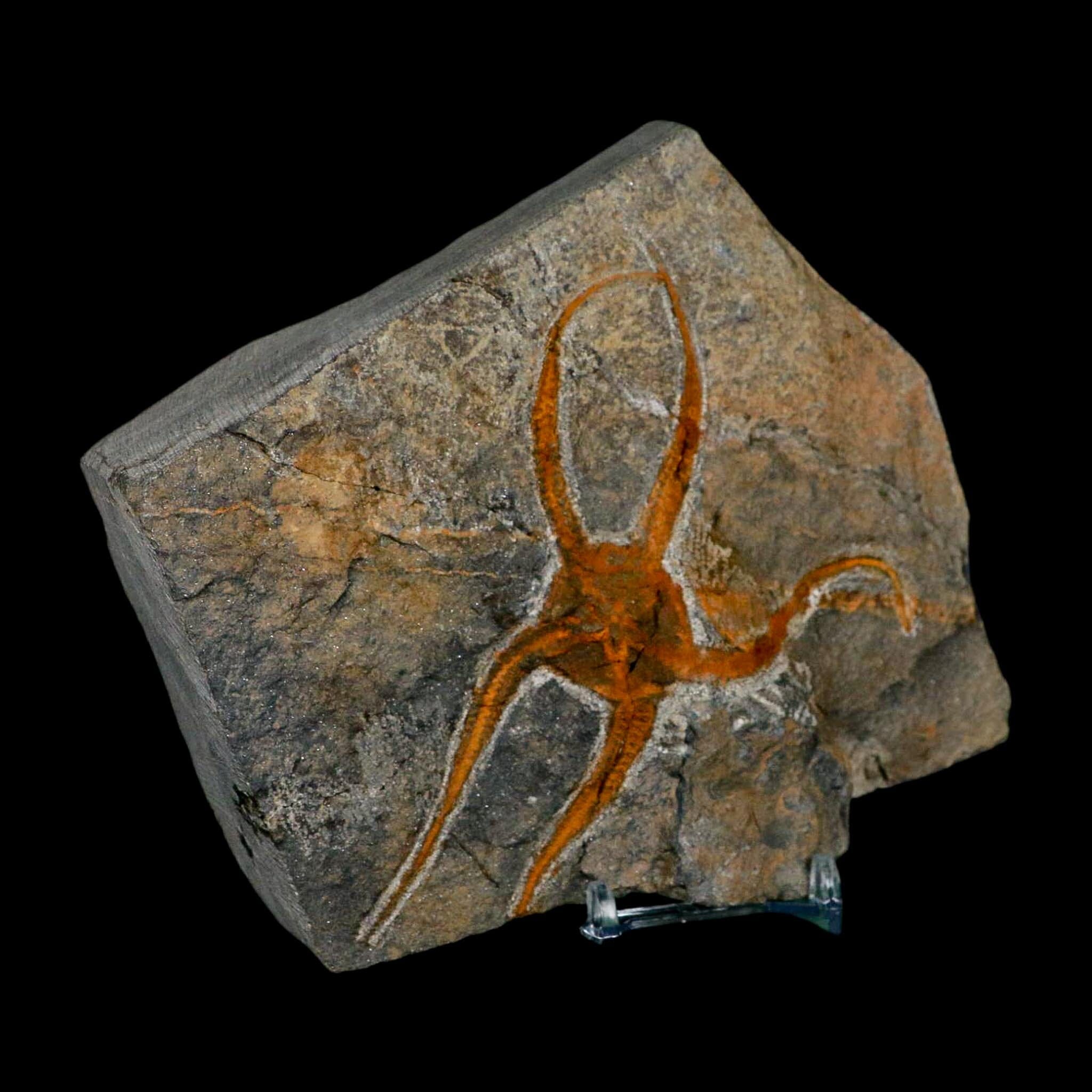 4.3" Brittlestar Ophiura Sp Starfish Fossil Ordovician Age Morocco COA & Stand - Fossil Age Minerals
