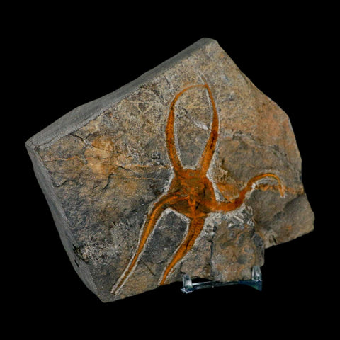 4.3" Brittlestar Ophiura Sp Starfish Fossil Ordovician Age Morocco COA & Stand - Fossil Age Minerals
