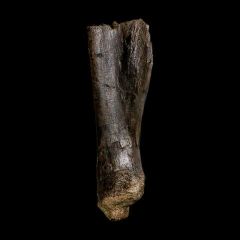 5.9" Hypacrosaurus Dinosaur Fossil Scapula Bone Two Medicine FM Montana COA - Fossil Age Minerals